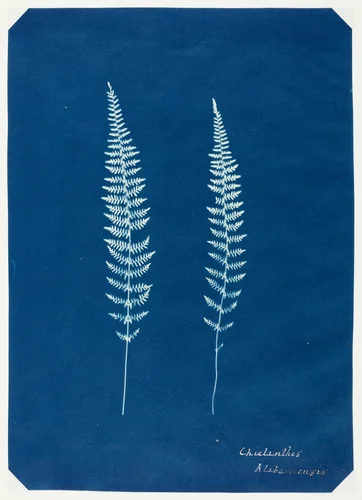 Untitled by Artist Unknown, photograph, 1845-1855