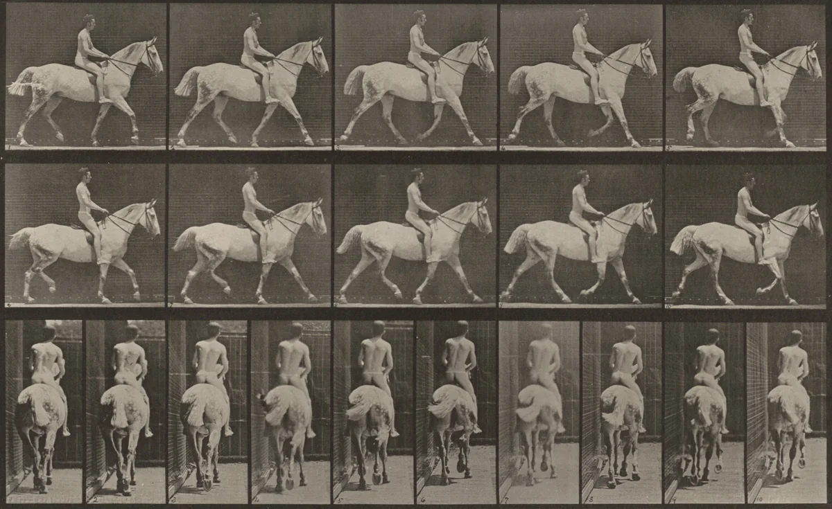 Plate Number 603. "Smith" trotting, saddled; rider nude by Eadweard Muybridge, photograph, 1887
