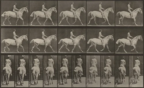 Plate Number 603. "Smith" trotting, saddled; rider nude by Eadweard Muybridge, photograph, 1887