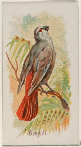 Bengali, from the Song Birds of the World series (N23) for Allen & Ginter Cigarettes by Allen & Ginter, print, 1890