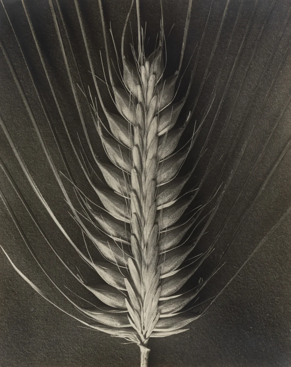 Hordeum distichum by Karl Blossfeldt, photograph, 1898