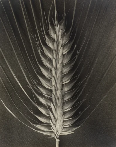 Hordeum distichum by Karl Blossfeldt, photograph, 1898