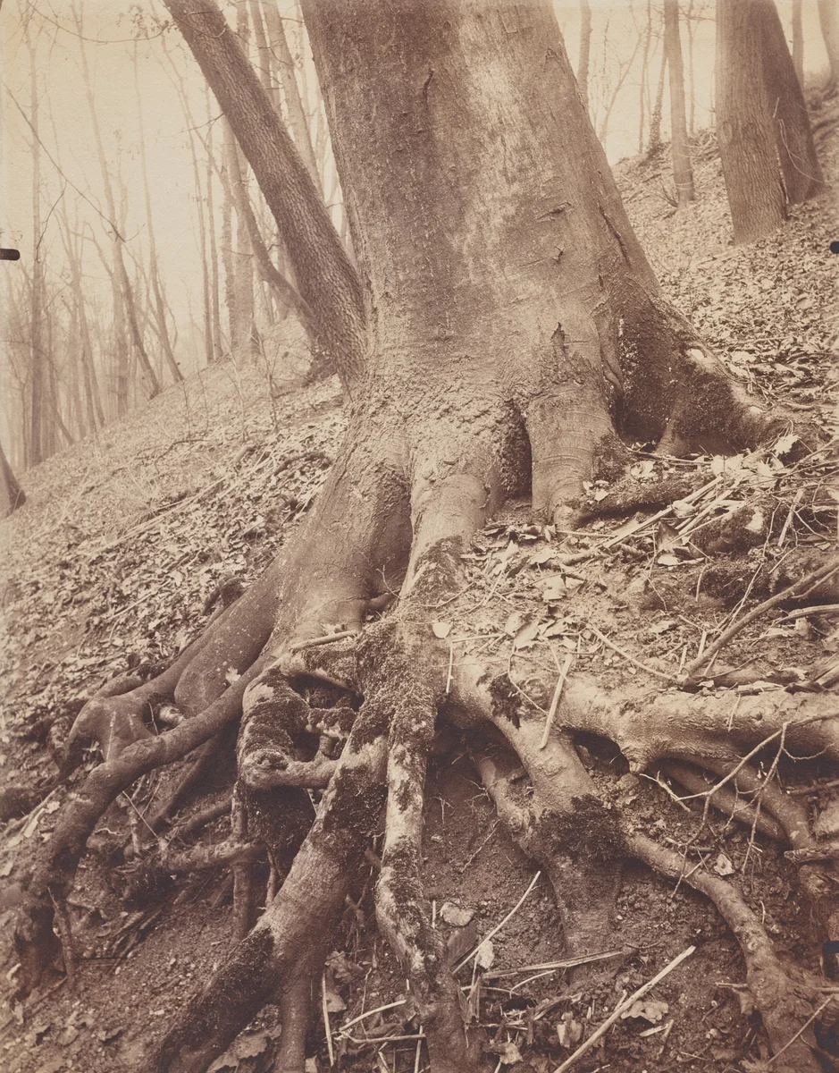 Trees and Roots by Eugène Atget, photograph, 1900-1927
