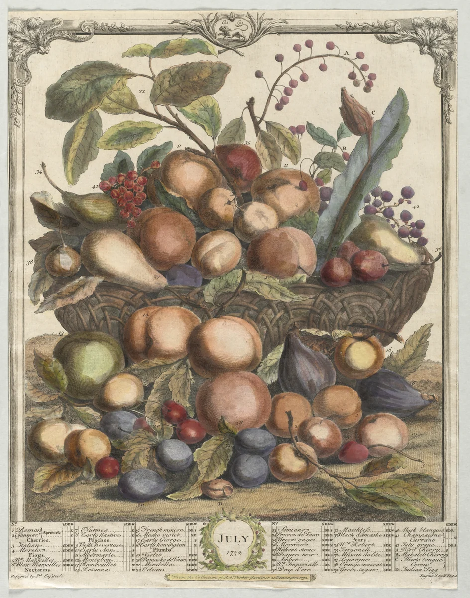 Twelve Months of Fruit: July by Henry Fletcher, print, 1732