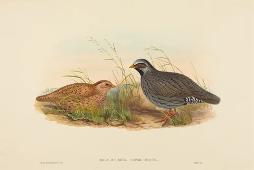 Malacoturnix superciliosus (Mountain Quail) by John Gould, print, 1804-1881