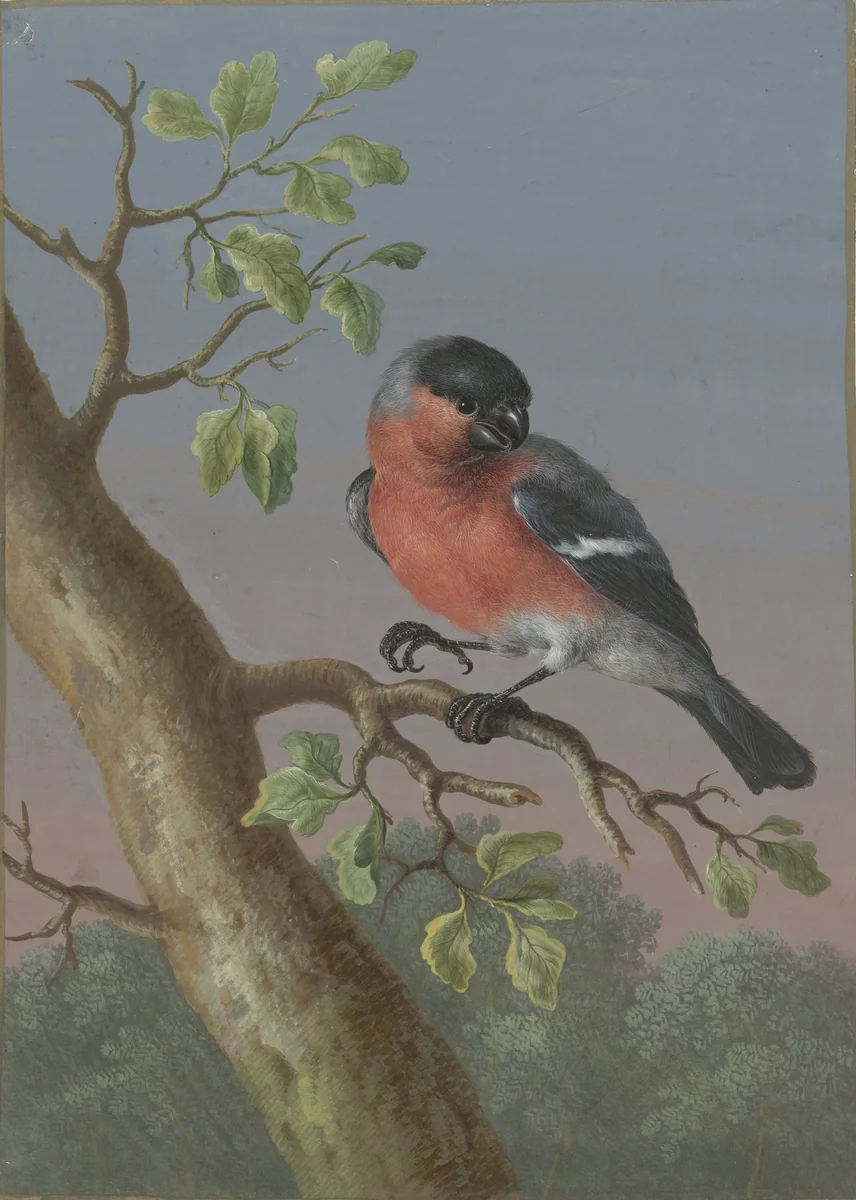 Eurasian Bullfinch by Barbara Regina Dietzsch, drawing, 1716-1783
