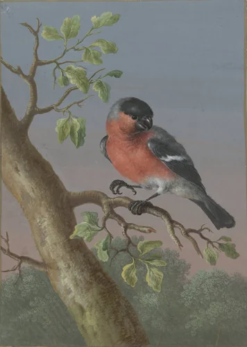 Eurasian Bullfinch by Barbara Regina Dietzsch, drawing, 1716-1783