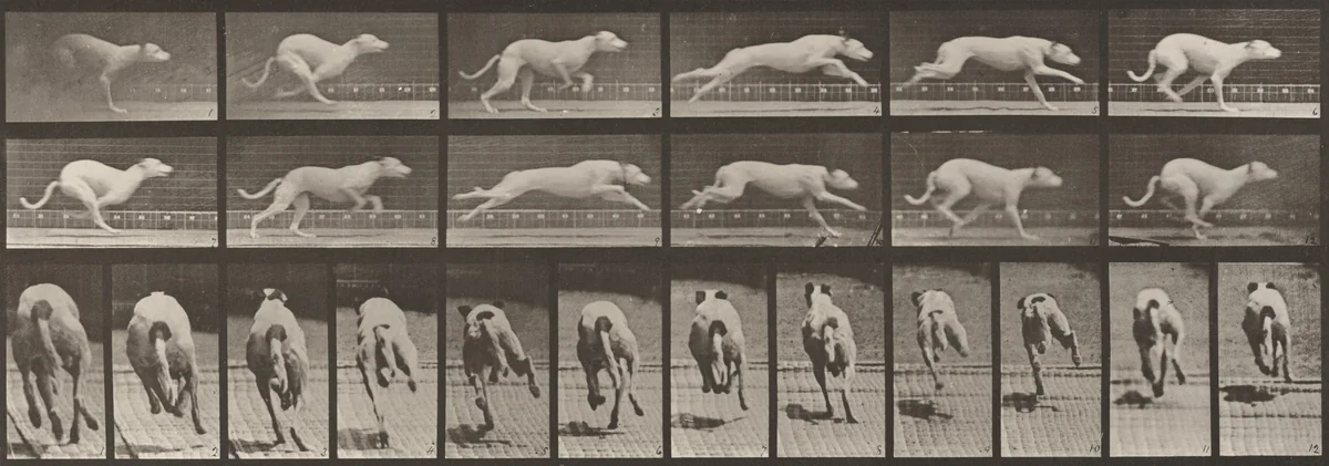 Plate Number 710. Dog; galloping; white racing hound, Maggie by Eadweard Muybridge, photograph, 1887