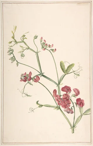 Perennial Pea by Jan Jansz. van der Vinne, drawing, 1750-1805