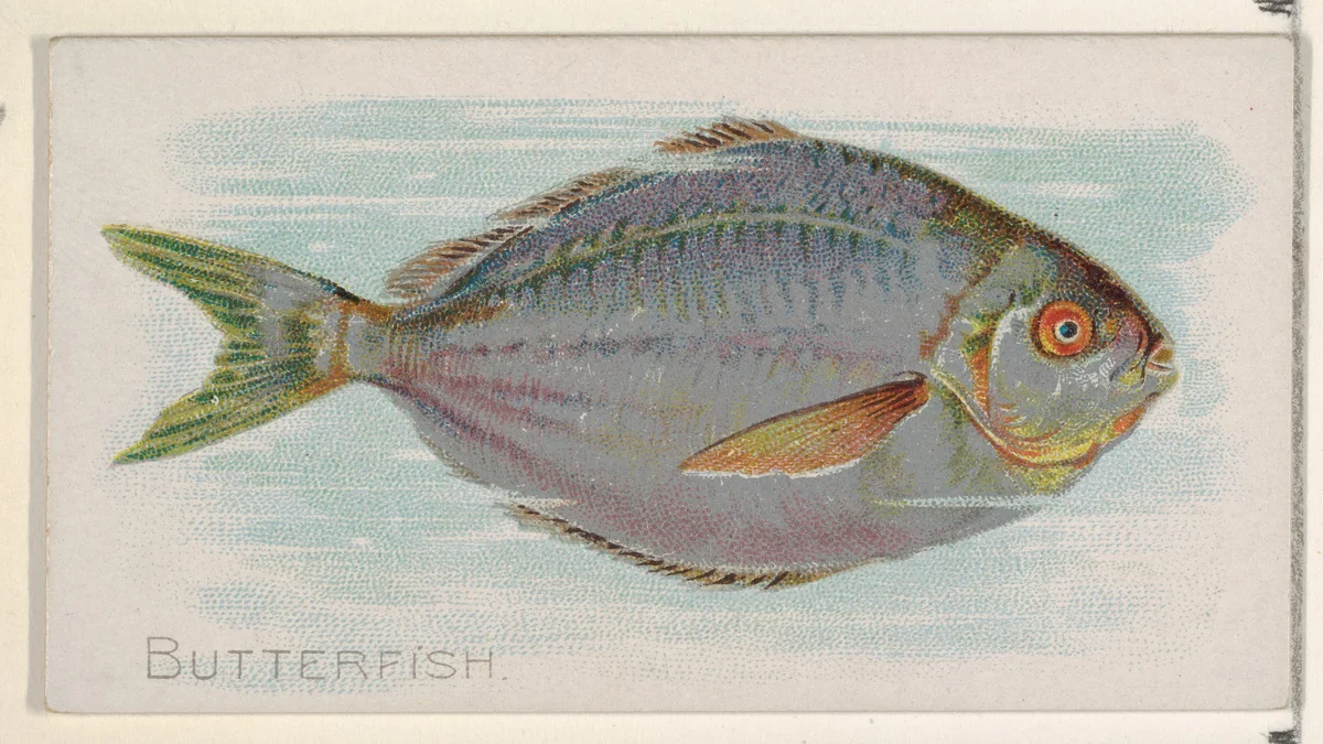 Butterfish, from the Fish from American Waters series (N8) for Allen & Ginter Cigarettes Brands by Allen & Ginter, print, 1889