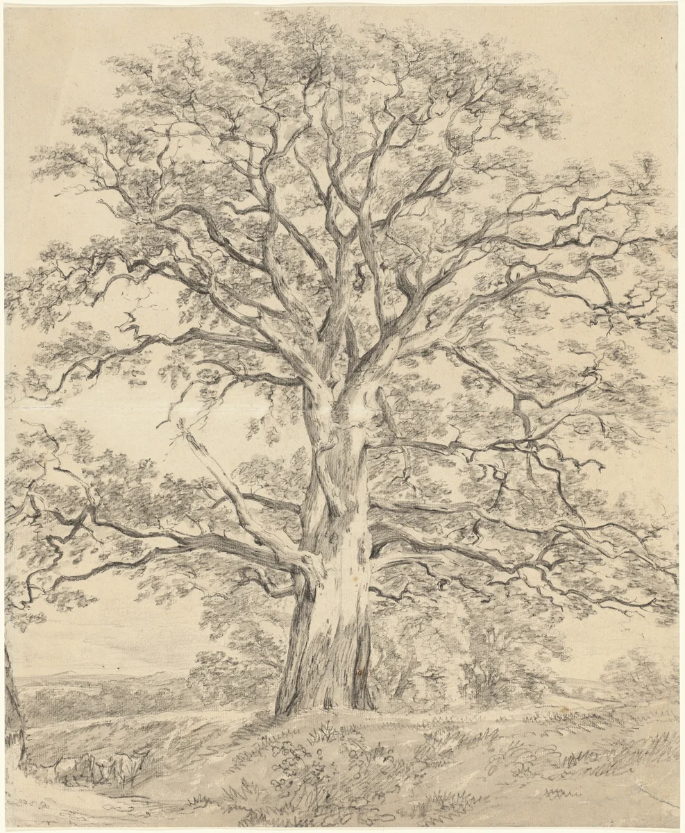 A Great Oak Tree by John Constable, drawing, 1801
