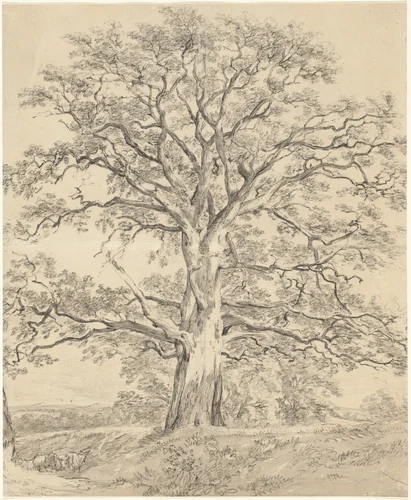 A Great Oak Tree by John Constable, drawing, 1801