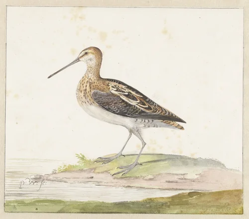 Common Snipe (Gallinago gallinago) by Pieter Withoos, drawing, 1687-1692