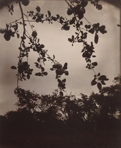 Branche de pommier by Eugène Atget, photograph, 1922-1923