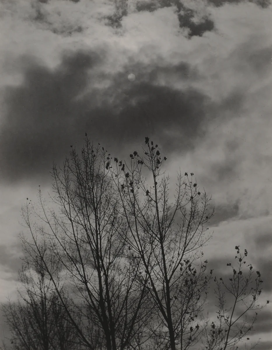Trees by Alfred Stieglitz, photograph, 1924-1927