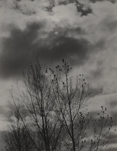 Trees by Alfred Stieglitz, photograph, 1924-1927