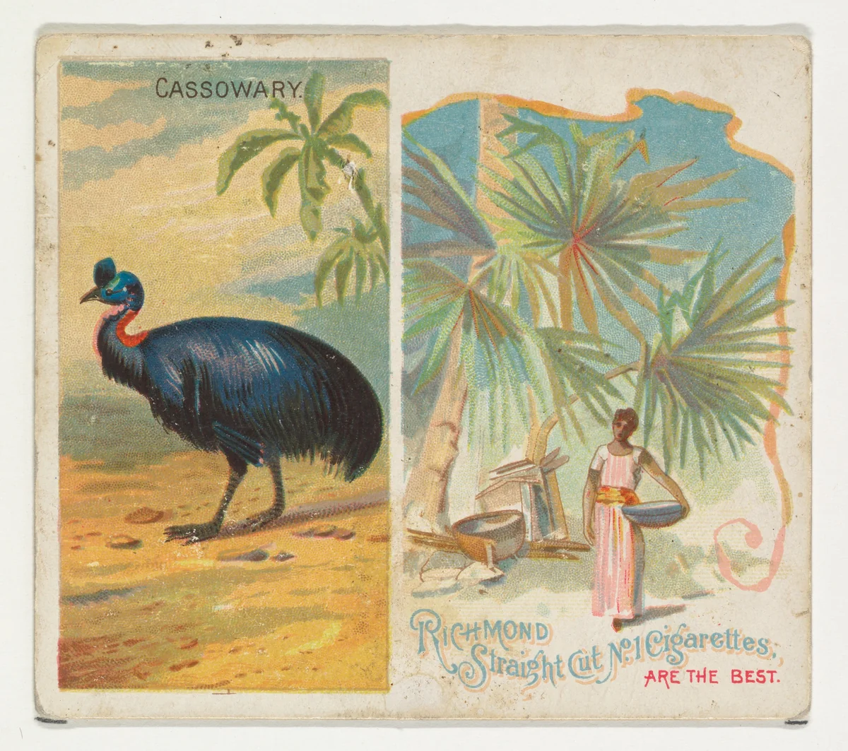 Cassowary, from Birds of the Tropics series (N38) for Allen & Ginter Cigarettes by Allen & Ginter, print, 1889