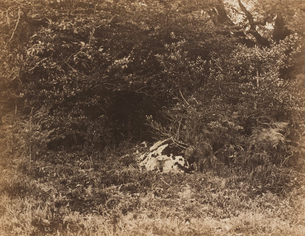 A Rock in the Forest by Eugène Cuvelier, photograph, 1865