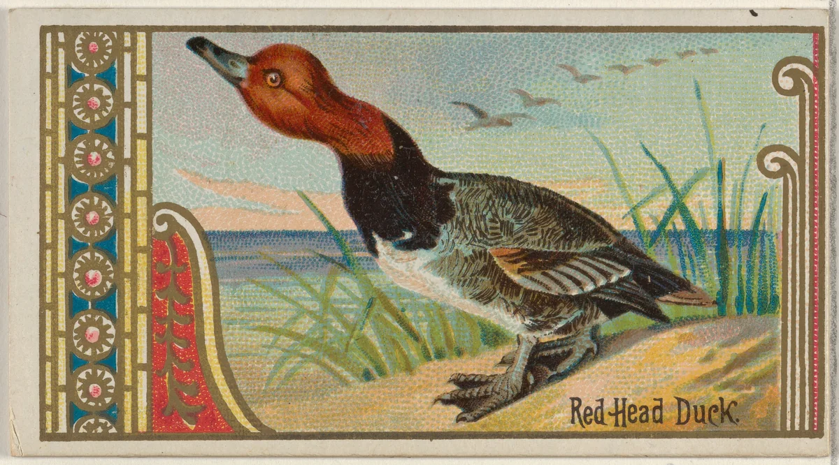 Red Head Duck, from the Game Birds series (N13) for Allen & Ginter Cigarettes Brands by Allen & Ginter, print, 1889