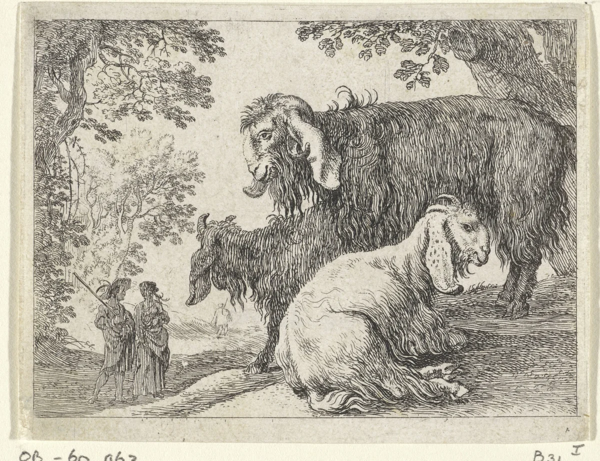 Angoraschapen by Herman van Swanevelt, print, 1636-1655