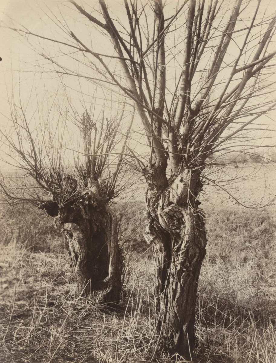 Saules by Eugène Atget, photograph, 1921
