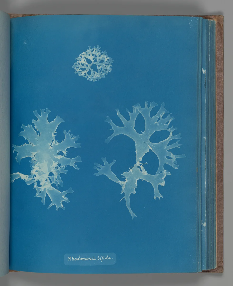 Rhodomenia bifida by Anna Atkins, photograph, 1851-1855