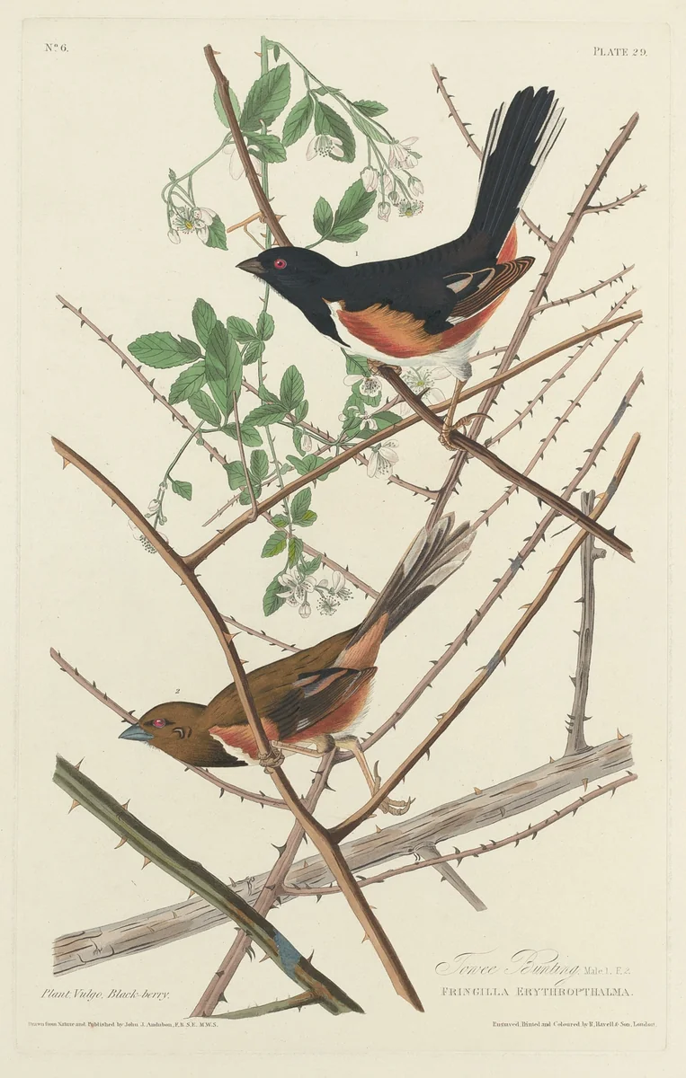 Towee Bunting by Robert Havell, Jr.; John James Audubon, print, 1828