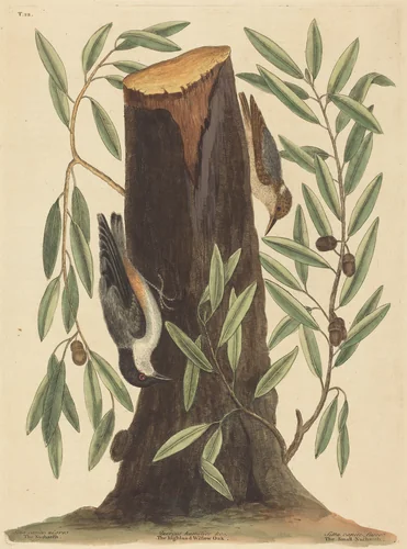 The Nuthatch (Sitta Europaea) by Mark Catesby, print, 1754