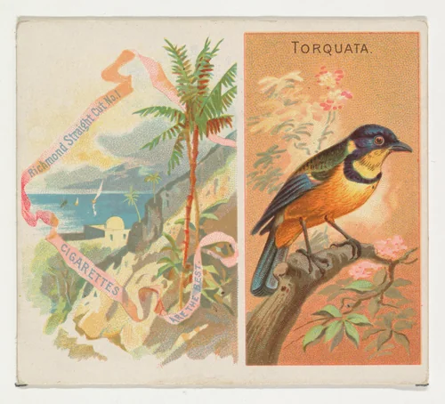 Torquata, from Birds of the Tropics series (N38) for Allen & Ginter Cigarettes by Allen & Ginter, print, 1889