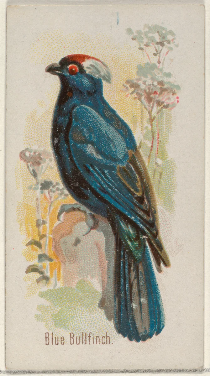 Blue Bullfinch, from the Song Birds of the World series (N23) for Allen & Ginter Cigarettes by Allen & Ginter, print, 1890