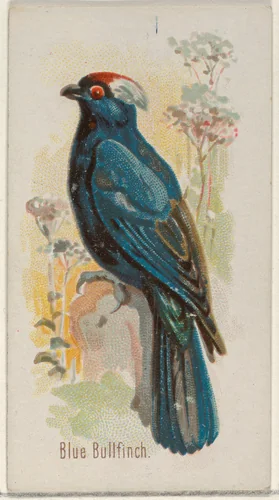 Blue Bullfinch, from the Song Birds of the World series (N23) for Allen & Ginter Cigarettes by Allen & Ginter, print, 1890