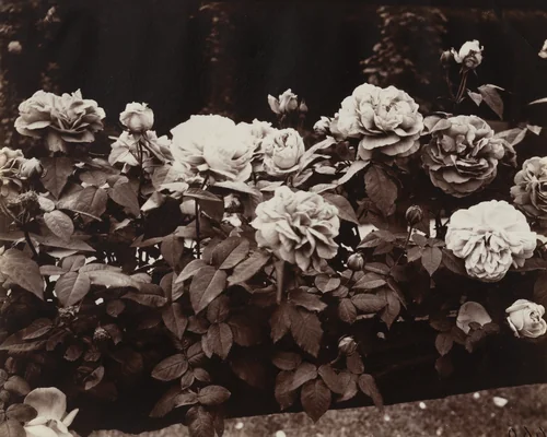 Bagatelle by Eugène Atget, photograph, 1921