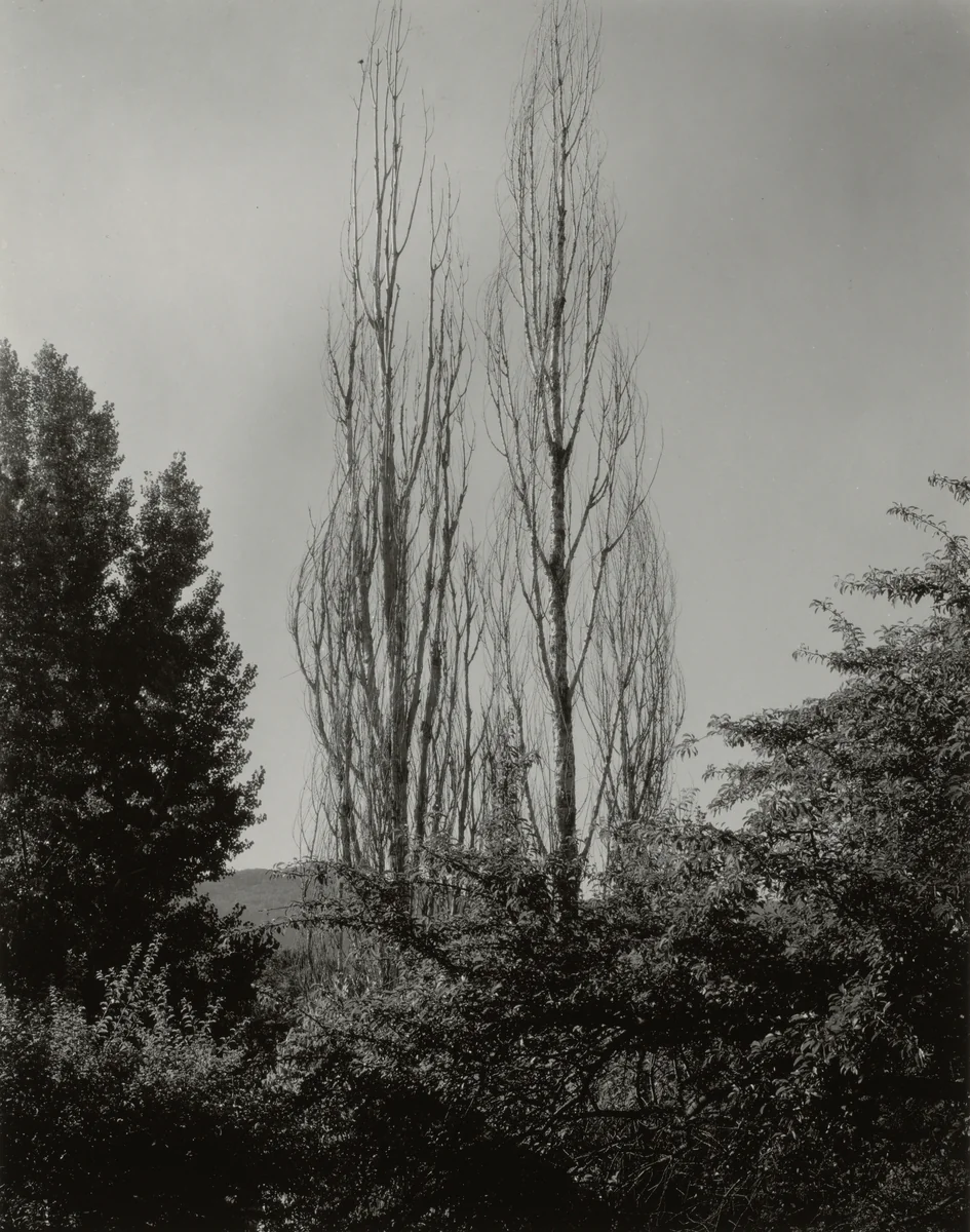 Poplars—Lake George by Alfred Stieglitz, photograph, 1935