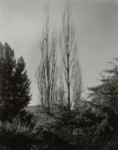 Poplars—Lake George by Alfred Stieglitz, photograph, 1935