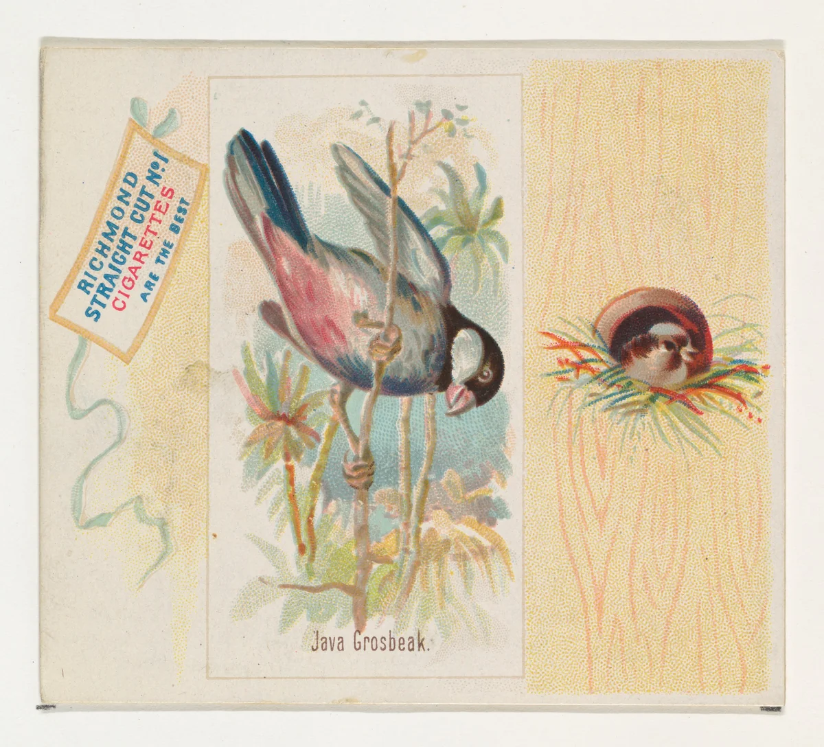 Java Grosbeak, from the Song Birds of the World series (N42) for Allen & Ginter Cigarettes by Allen & Ginter, print, 1890