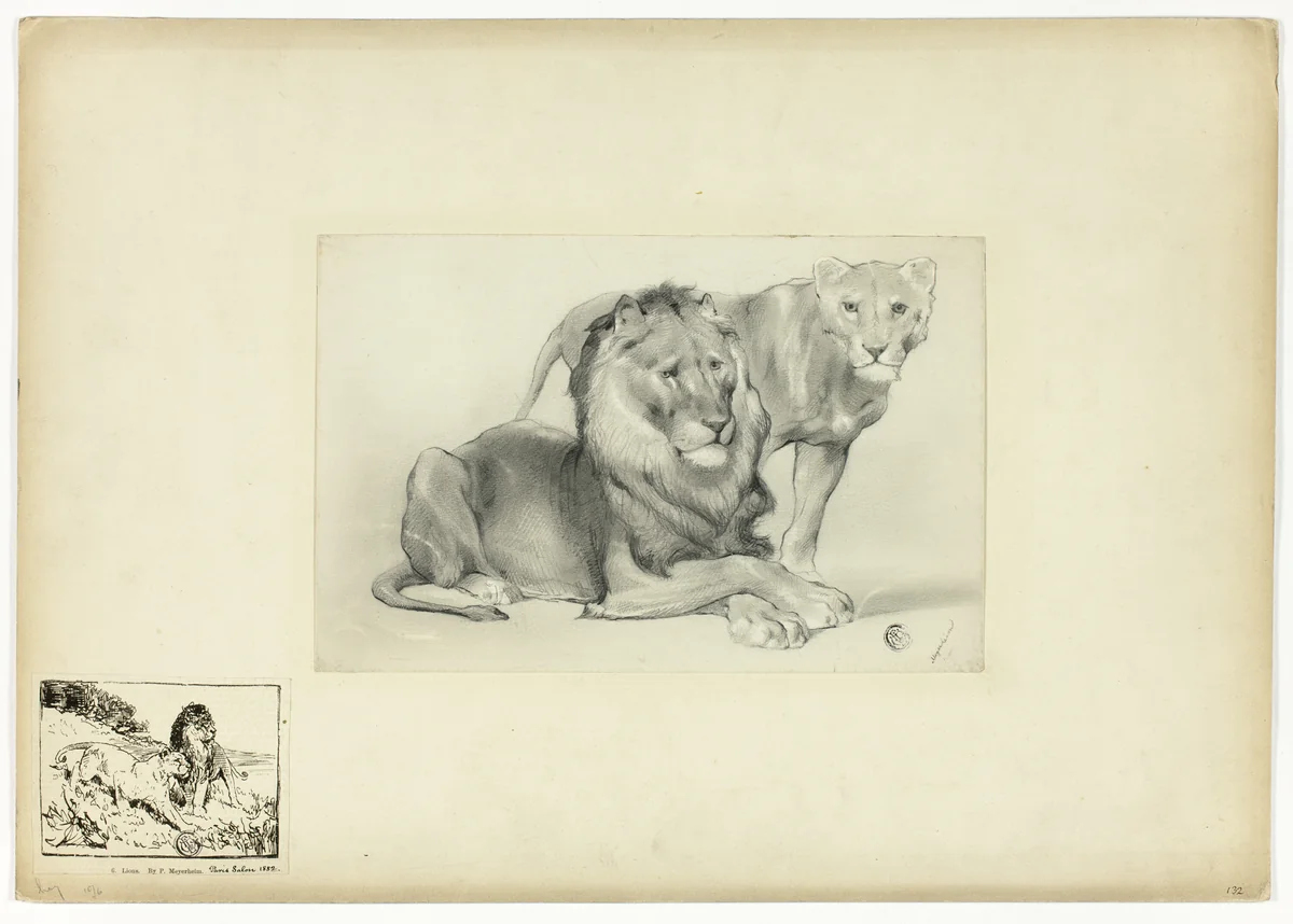 Lion and Lioness by Paul Friedrich Meyerheim, drawing, 1877-1887