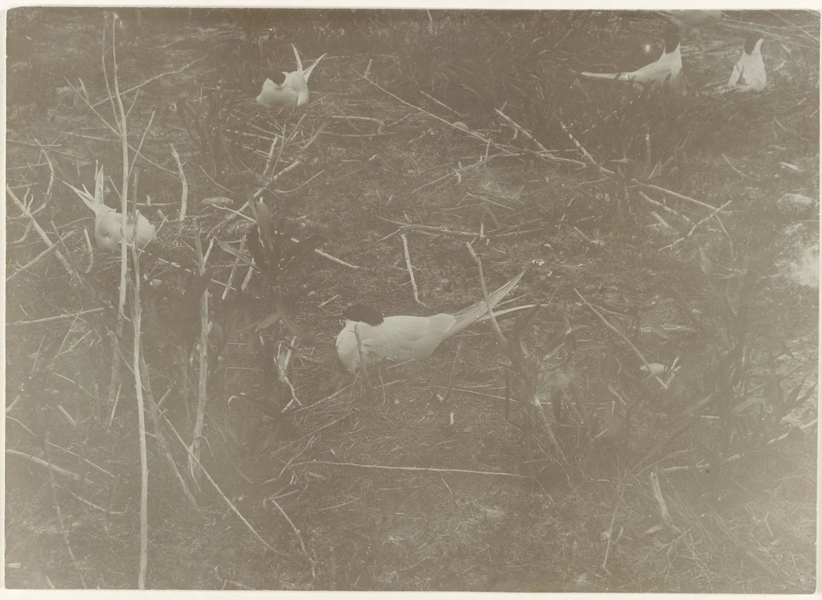 Broedende sternen by Richard Tepe, photograph, 1900-1940