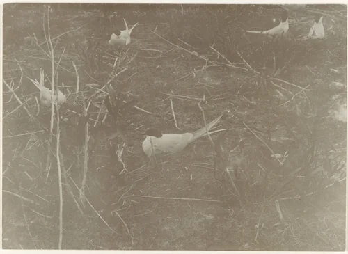 Broedende sternen by Richard Tepe, photograph, 1900-1940