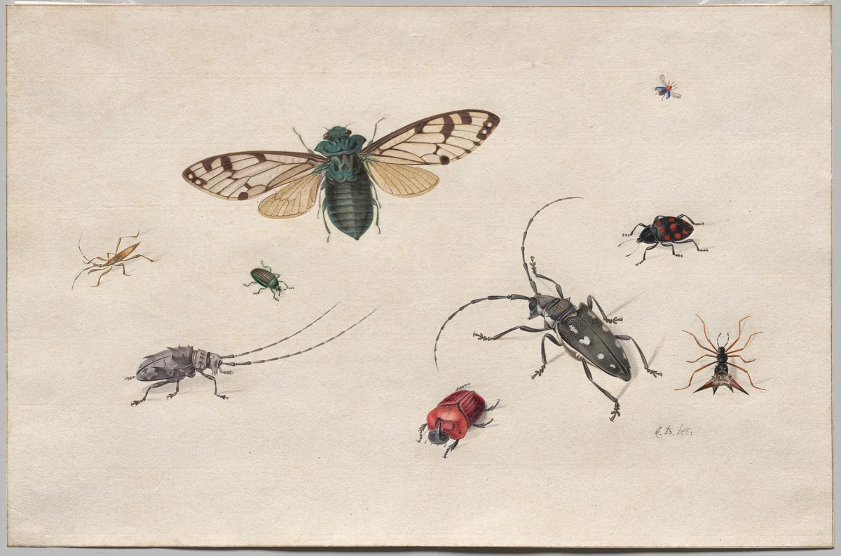 Studies of Insects by Johannes Bronckhorst, drawing, 1665-1727