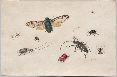 Studies of Insects by Johannes Bronckhorst, drawing, 1665-1727