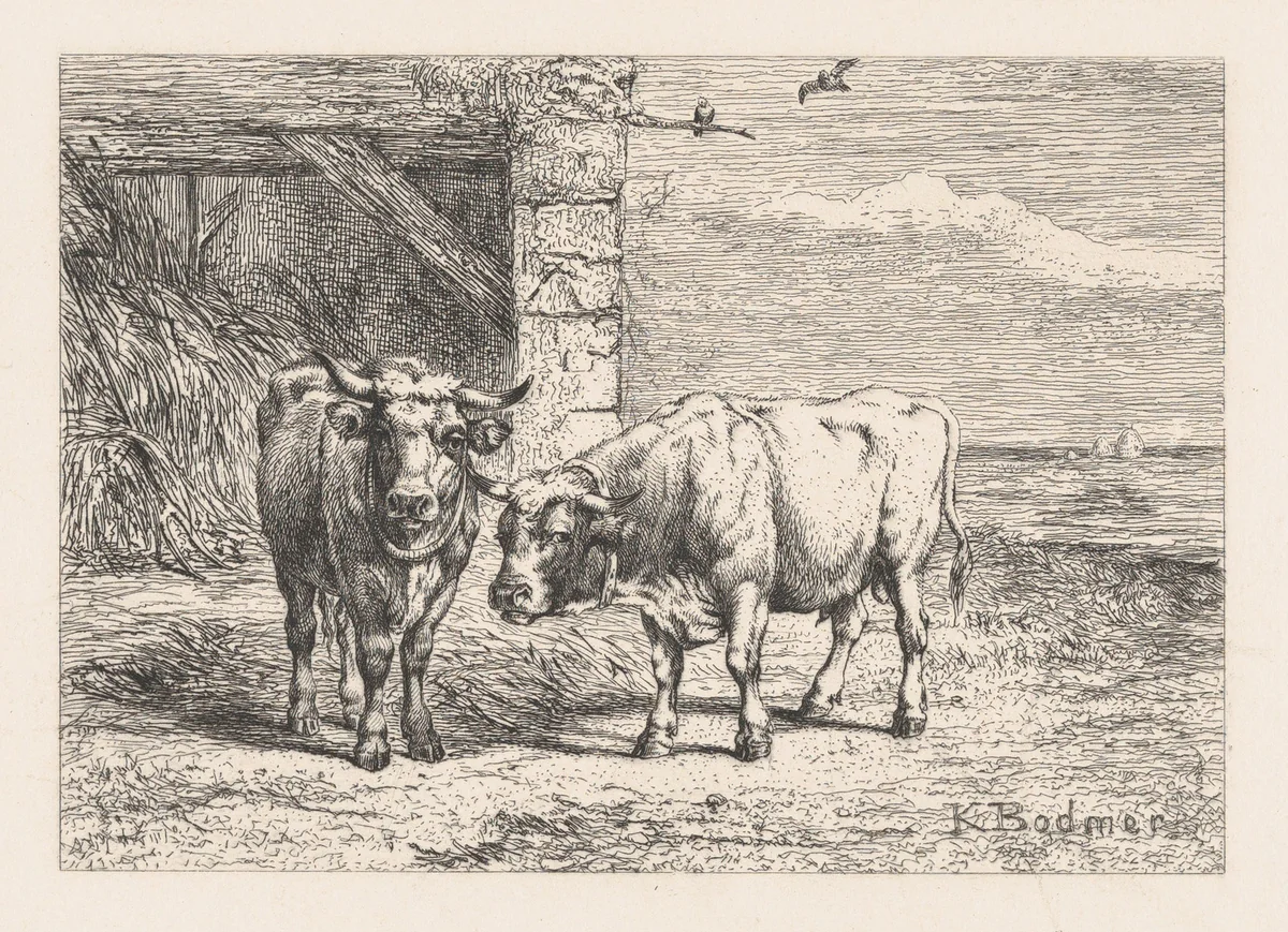 Bulls, from "Eaux-Fortes Animaux & Paysages" by Karl Bodmer, print, 1855-1865