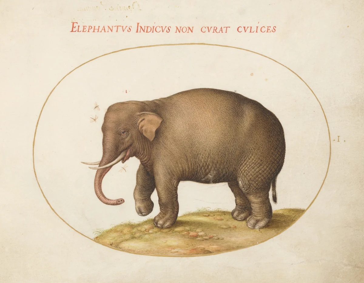 Plate 1: Elephant with Insects by Joris Hoefnagel, drawing, 1570-1599
