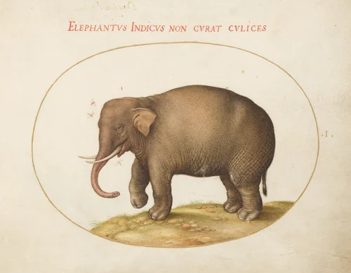 Plate 1: Elephant with Insects by Joris Hoefnagel, drawing, 1570-1599