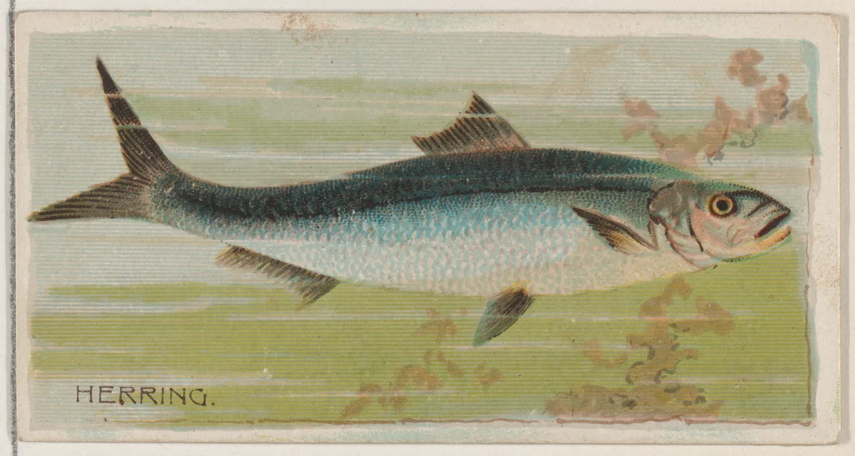 Herring, from the series Fishers and Fish (N74) for Duke brand cigarettes by Knapp & Company, print, 1888