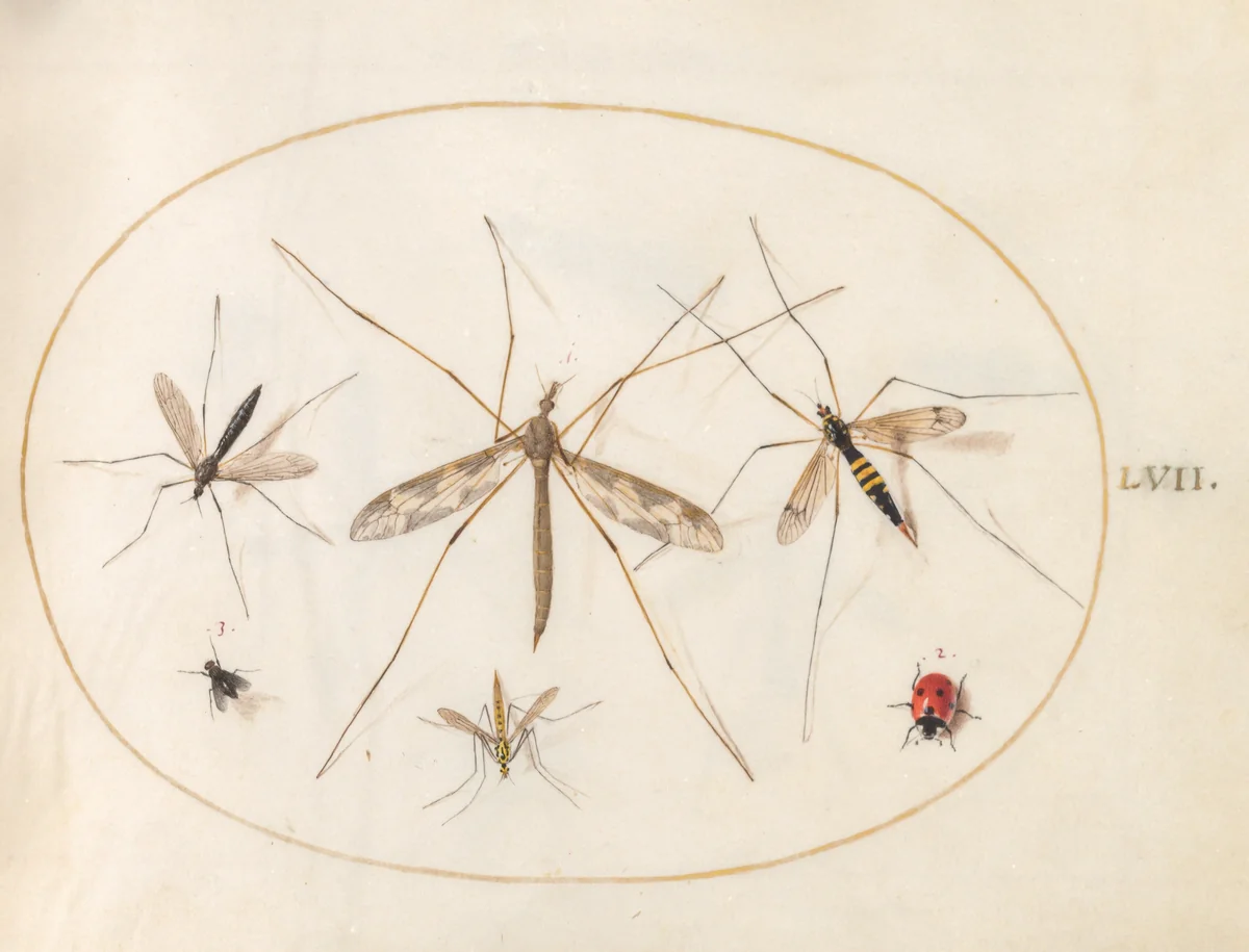 Plate 57: A Ladybug, a Fly, and Four Other Insects by Joris Hoefnagel, drawing, 1570-1599