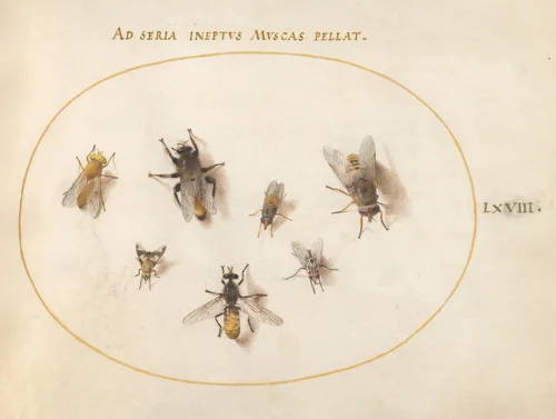Plate 68: Seven Bees and Flies by Joris Hoefnagel, drawing, 1570-1599