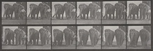 Plate Number 734. Two elephants walking by Eadweard Muybridge, photograph, 1887