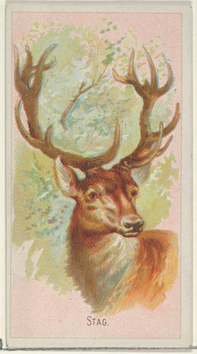 Stag, from the Wild Animals of the World series (N25) for Allen & Ginter Cigarettes by Allen & Ginter, print, 1888