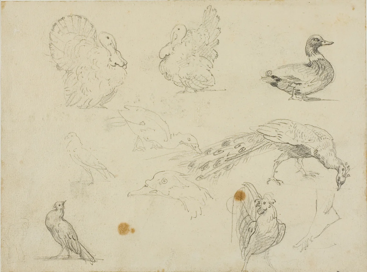 Sketches of Fowl by Jean Louis André Théodore Géricault, drawing, 1813-1814