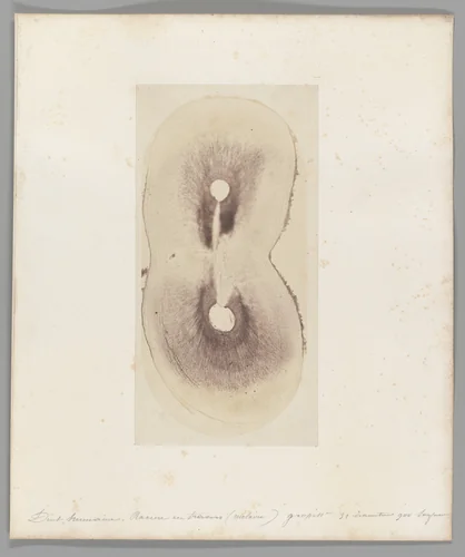 [Untitled] by Auguste-Adolphe Bertsch, photograph, 1853-1857
